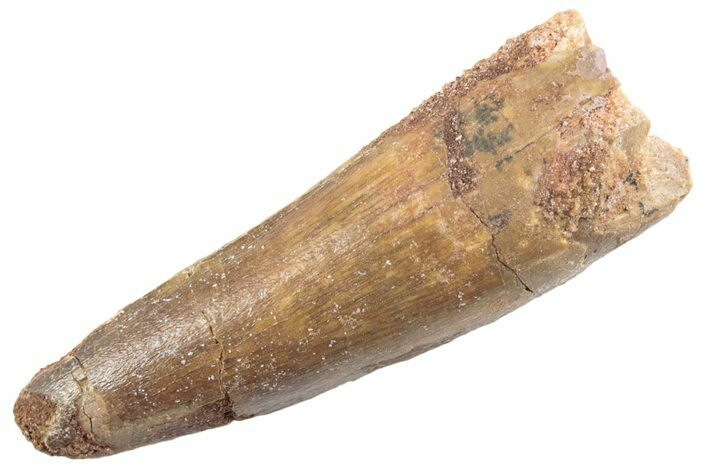 Fossil Spinosaurus Tooth - Real Dinosaur Tooth #360144